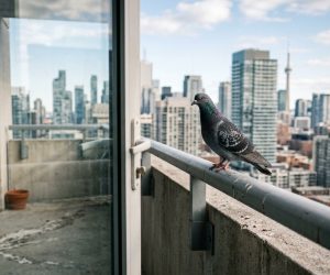 The Pigeon War: Why April is the Most Important Month for Your Balcony